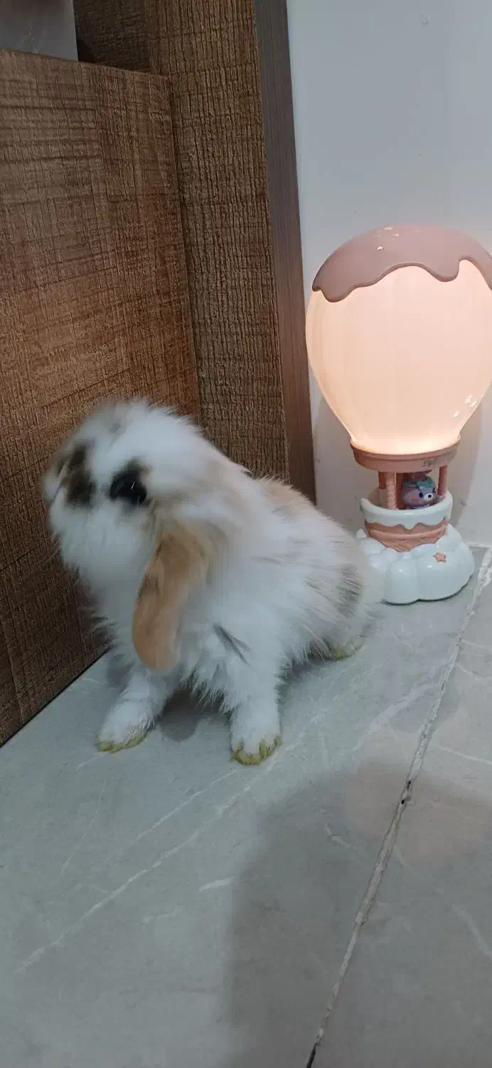 خرگوش|موش و خرگوش|کرج, خرمدشت|دیوار