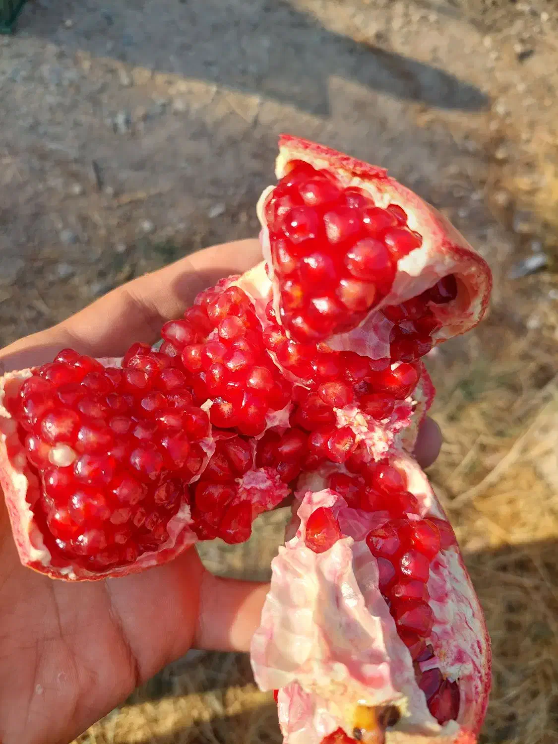 باغ چهاردیواری فروشی فوری شرایطی اقساطی|فروش خانه و ویلا|پیشوا, |دیوار