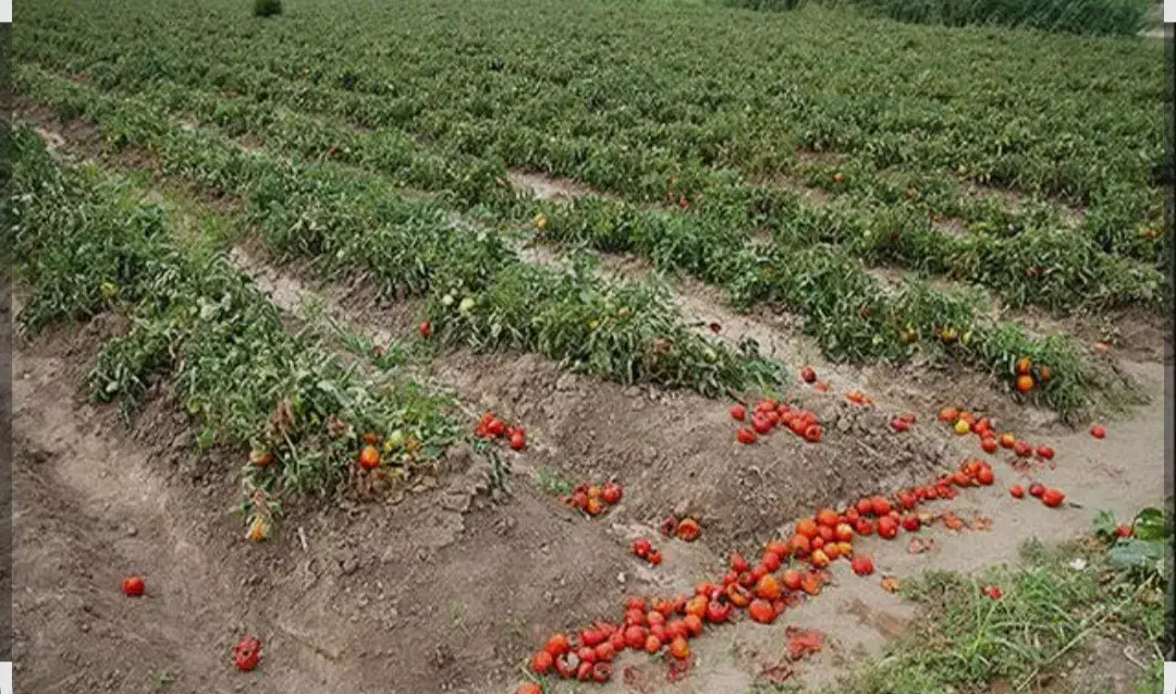 ۵هکتار زمین کشاورزی با آب دایرموتور وقنات|فروش دفتر صنعتی، کشاورزی، تجاری|کهریزک, |دیوار