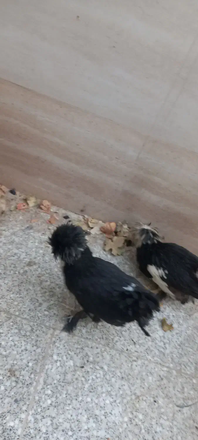 مرغ و خروس سلطان|حیوانات مزرعه|یزد, |دیوار