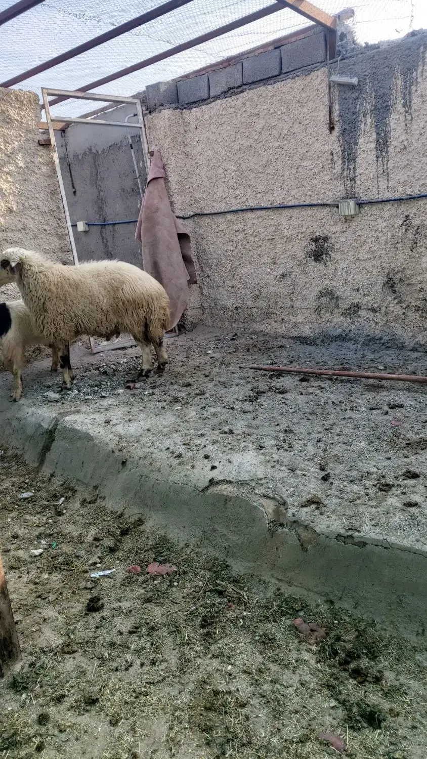 دو عدد قوچ ۲ساله|حیوانات مزرعه|بادرود, |دیوار