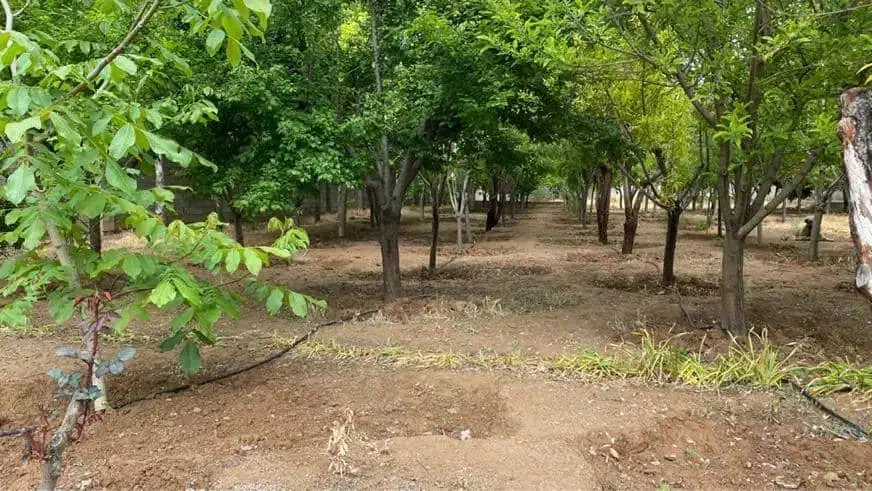 فروش زمین دشت کوه|فروش زمین و ملک کلنگی|شیراز, ویلاشهر|دیوار