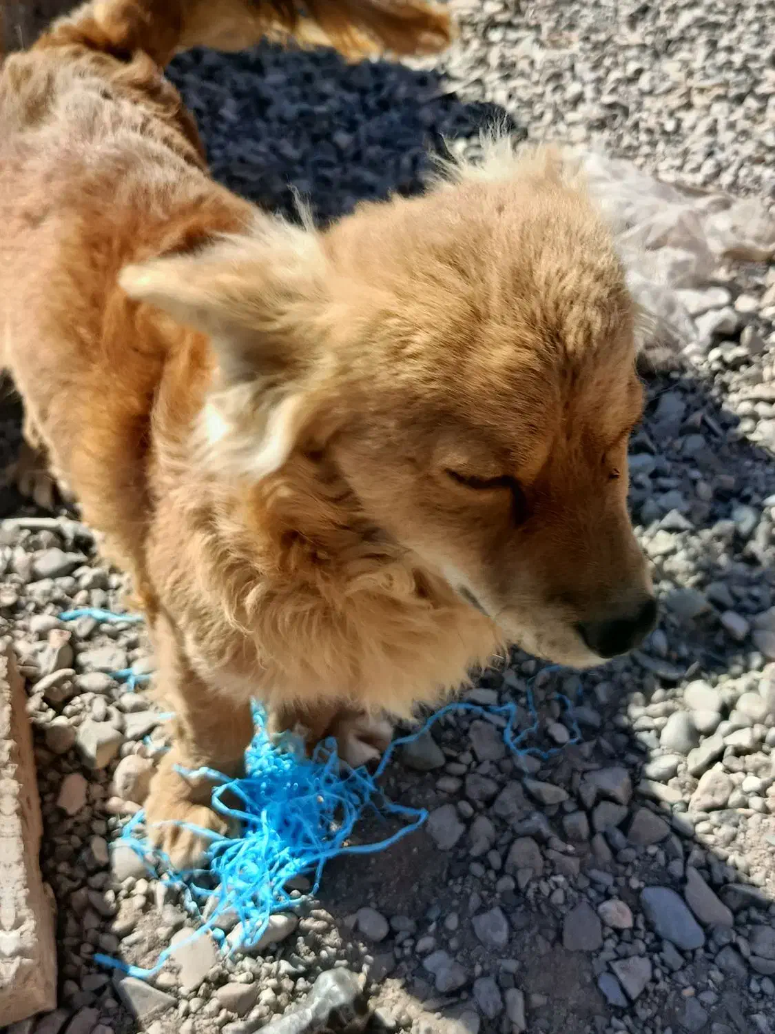 سگ پا کوتاه|سگ|کرمان, |دیوار