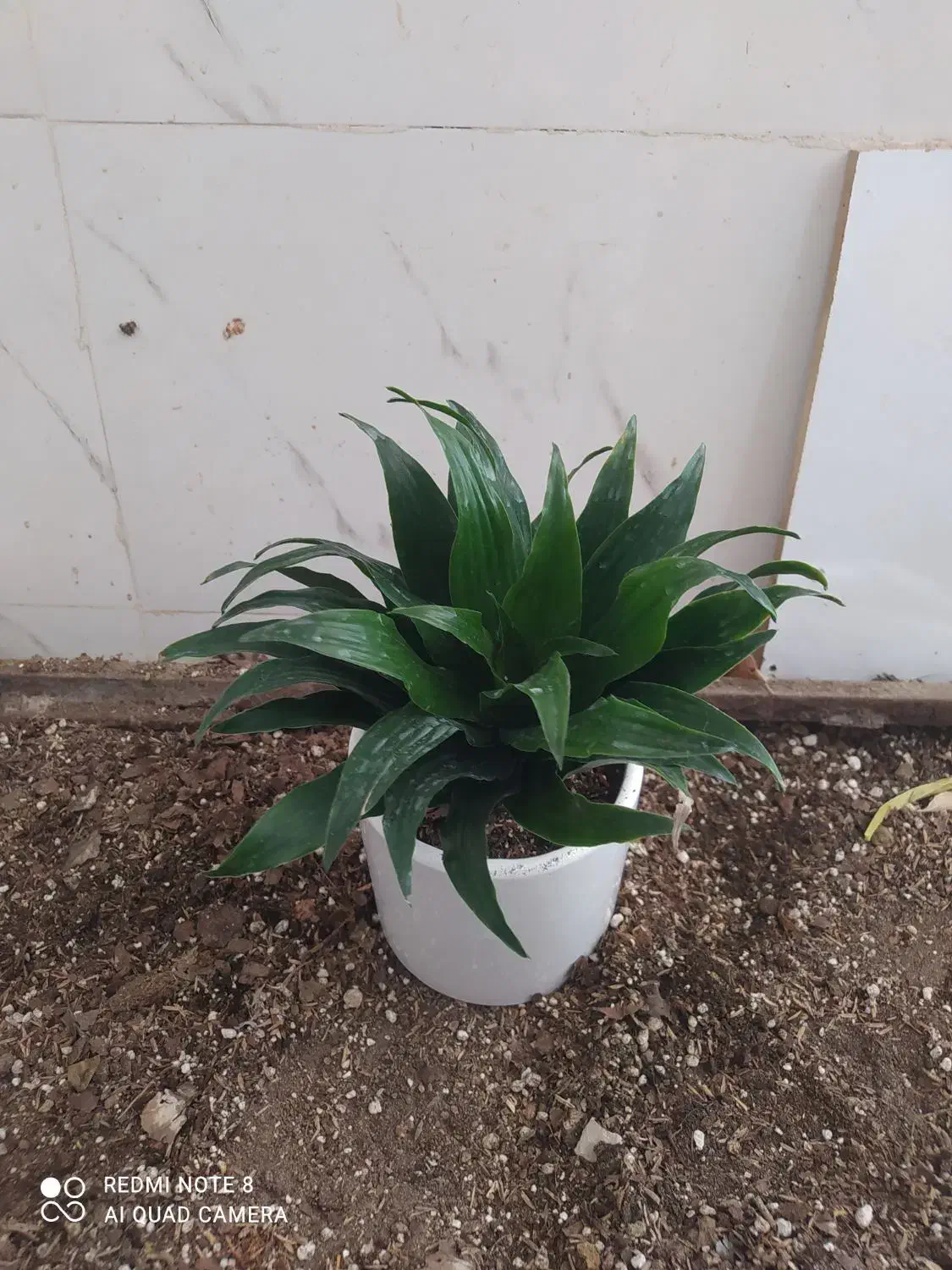 گل و گیاه کامپکت|گل و گیاه طبیعی|اهواز, سیصد دستگاه|دیوار