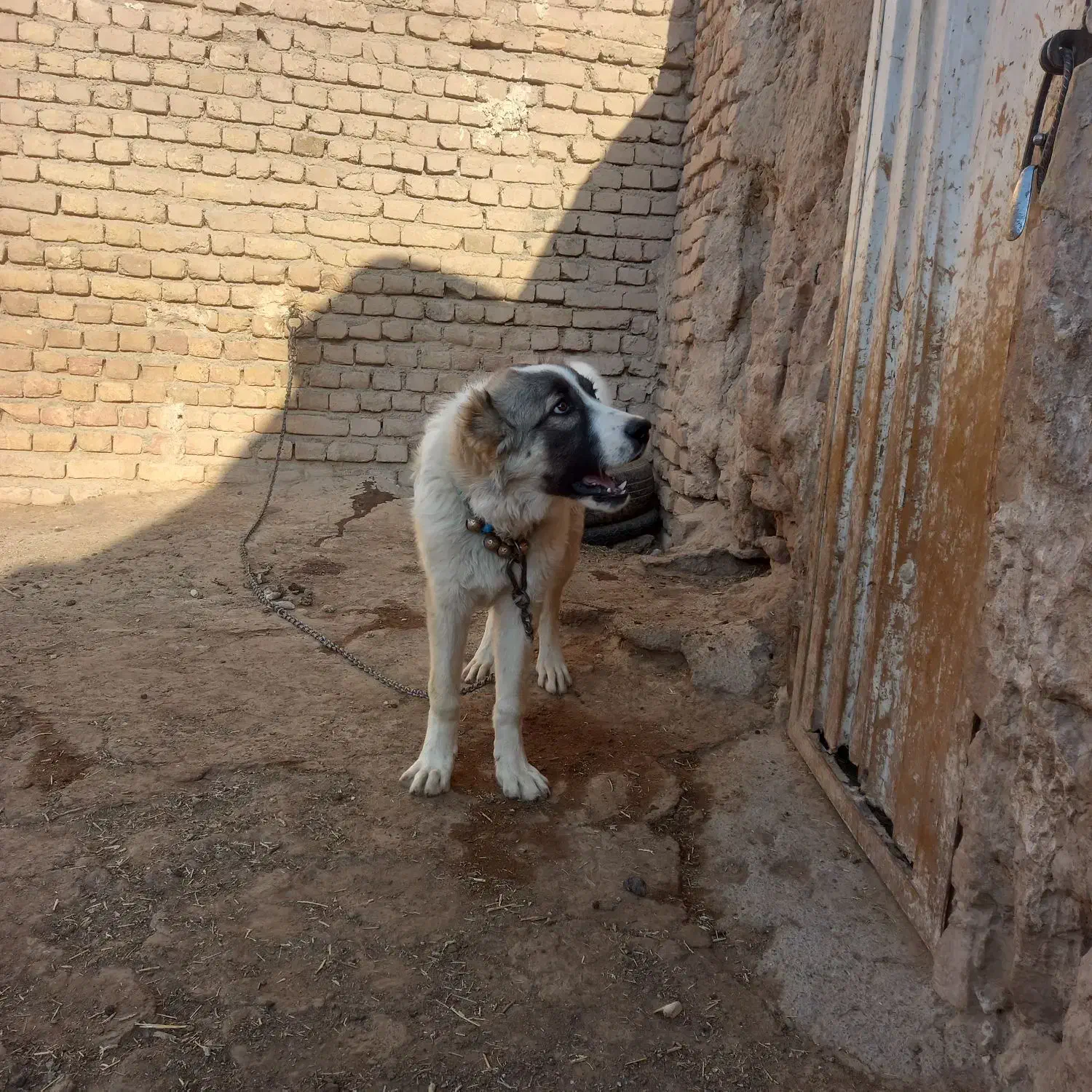 توله سگ قدرجونی قیمت توافقی|سگ|تربتحیدریه, پائین ولایت|دیوار