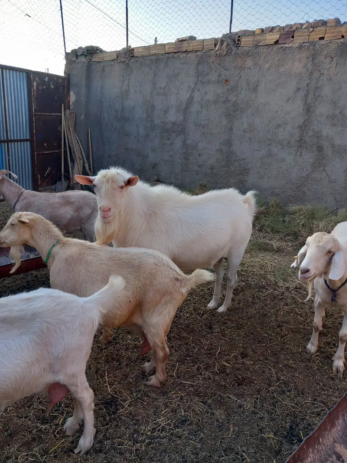 تکه ی سانن درشت واصیل|حیوانات مزرعه|سده (خراسان جنوبی), |دیوار