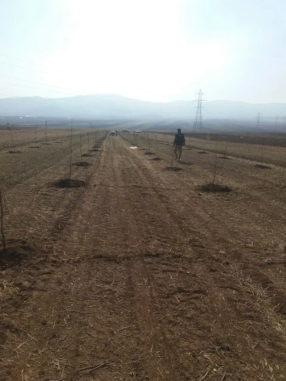 خدمات باغبانی.خرید چوب.چالکود.سم پاشی.تیلر|خدمات باغبانی و درختکاری|کرمانشاه, |دیوار