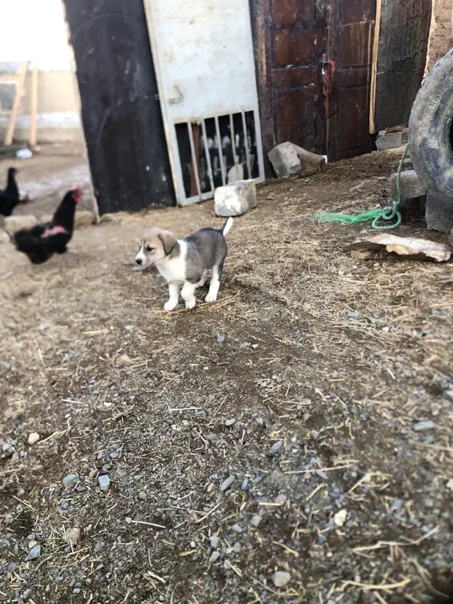 واگذار۳ تا توله ماده|سگ|مهاباد (آذربایجان غربی), |دیوار