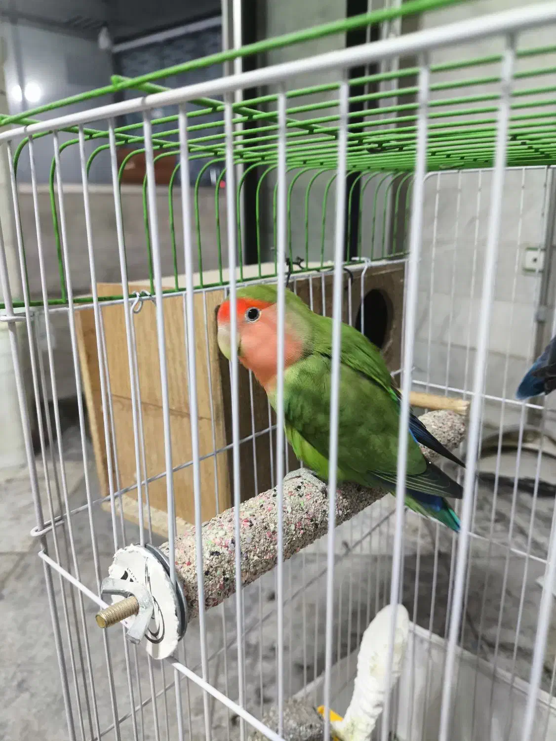 طوطی برزیلی مولد با بچه دو عدد|پرنده|پاکدشت, پاکدشت (مامازند)|دیوار