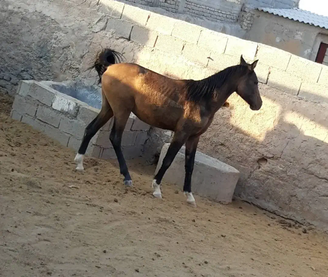 نریان دره شور خالص|حیوانات مزرعه|بیضا, |دیوار