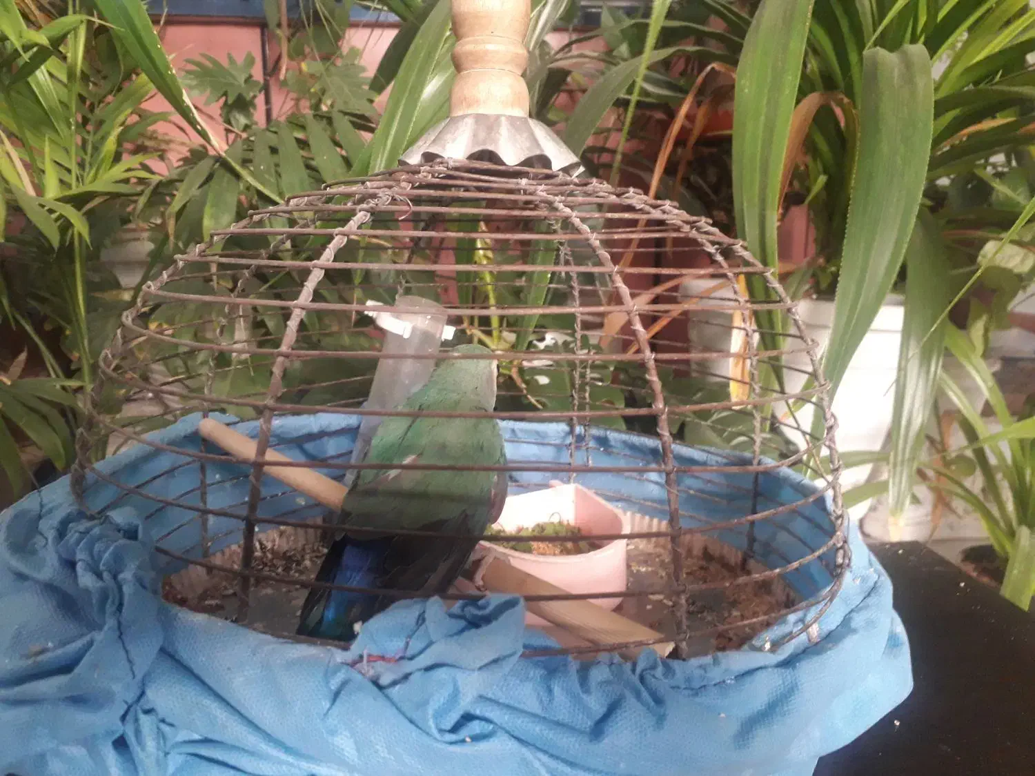 طوطی کوتوله برزیلی|پرنده|اصفهان, مسجد مصلی|دیوار