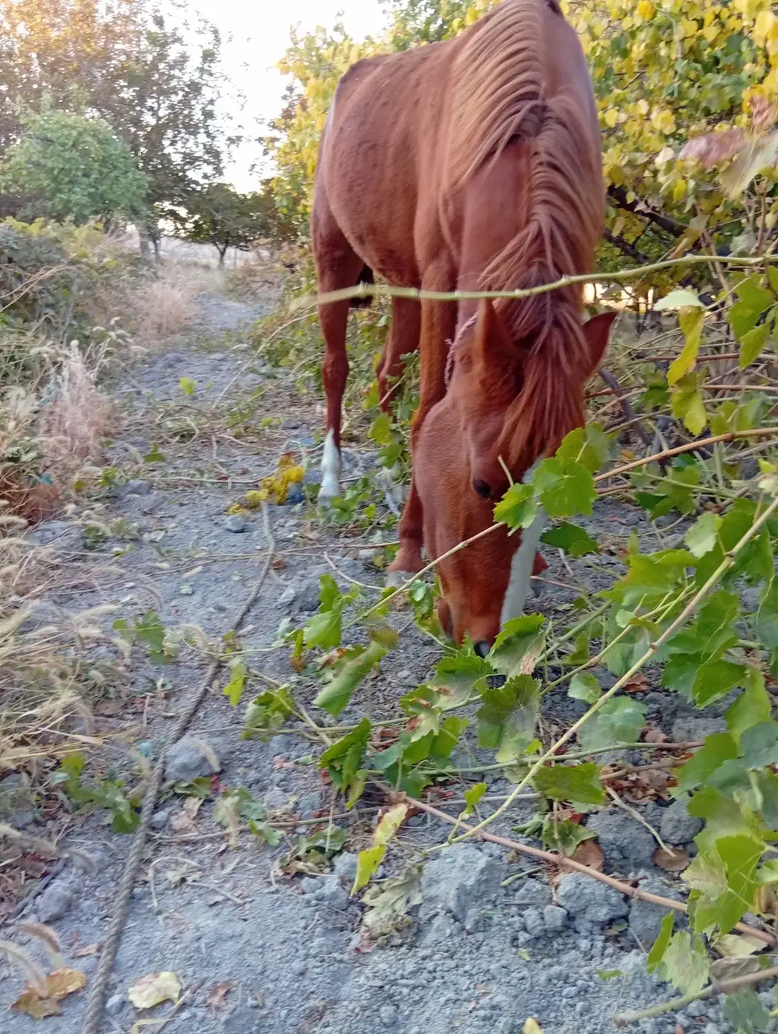اسب|اسب و تجهیزات اسبسواری|ارومیه, |دیوار