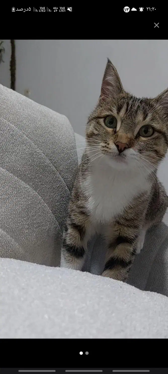 گربه گمشده مژدگانی داره|حیوانات|الوند, |دیوار