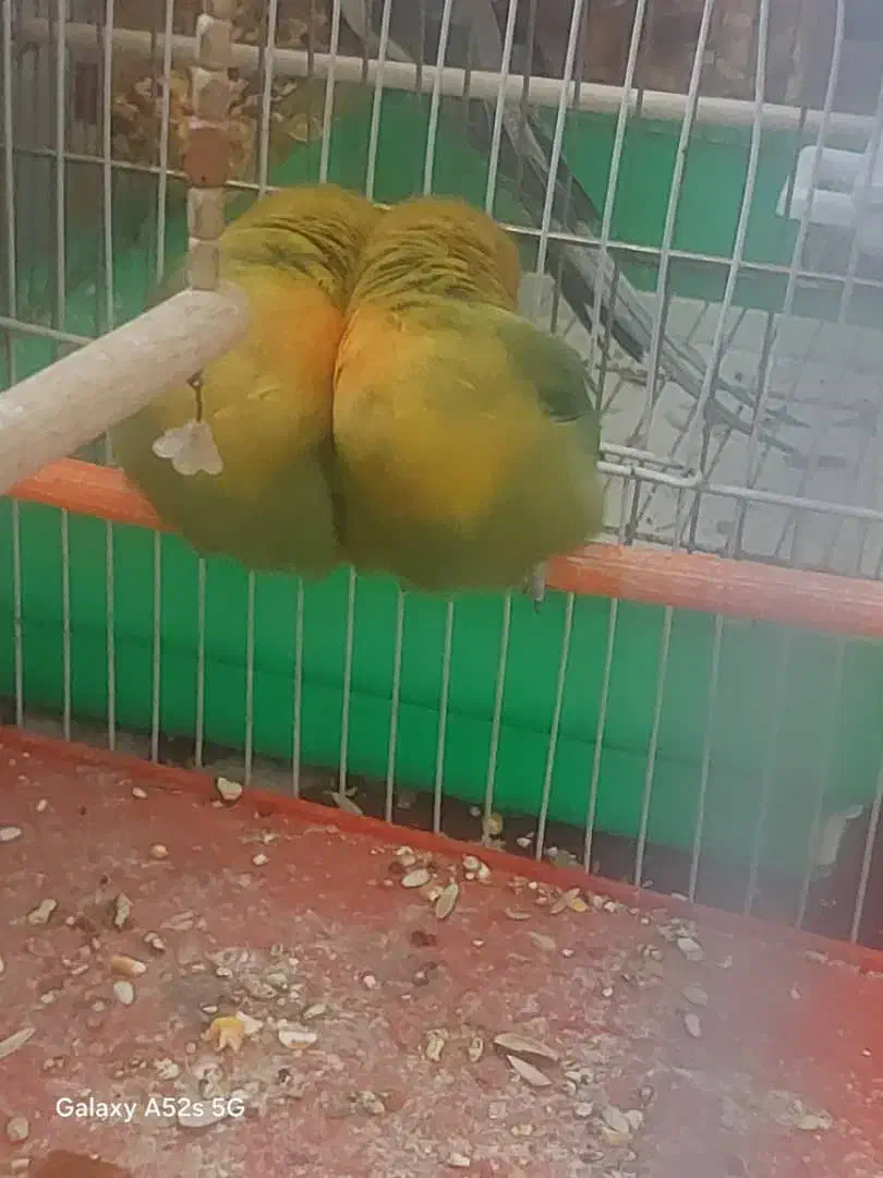 ی جفت کوتوله|پرنده|مشهد, شهید قربانی|دیوار