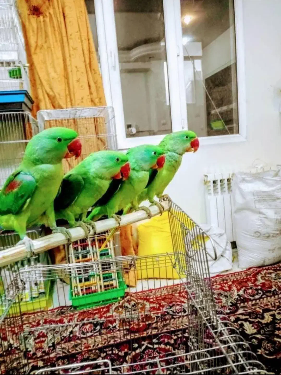 دنیا شاه طوطی ملنگو نر ماده دستی رام سخنگوچشم درشت|پرنده|تهران, استاد معین|دیوار