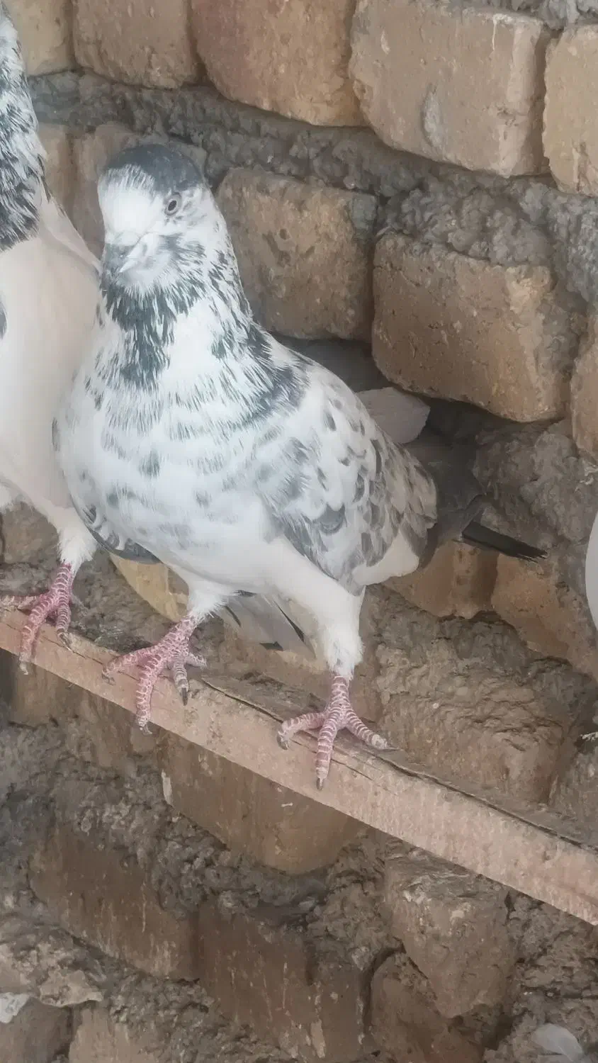 ماده|پرنده|معصومیه, |دیوار