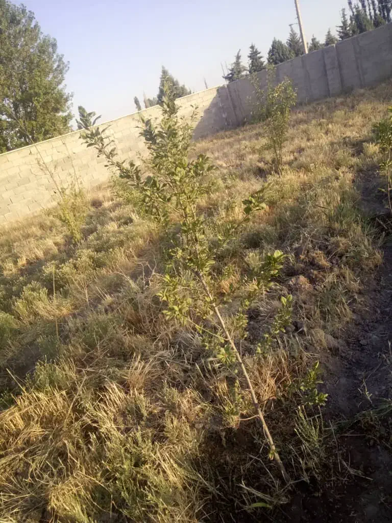 فروش باغچه|فروش زمین و ملک کلنگی|تنکمان, |دیوار