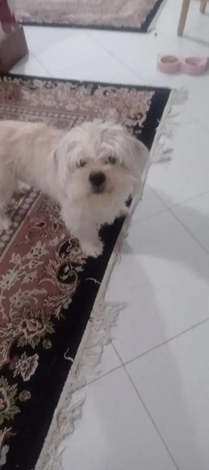 واگذاری سگ|سگ|بهارستان, |دیوار