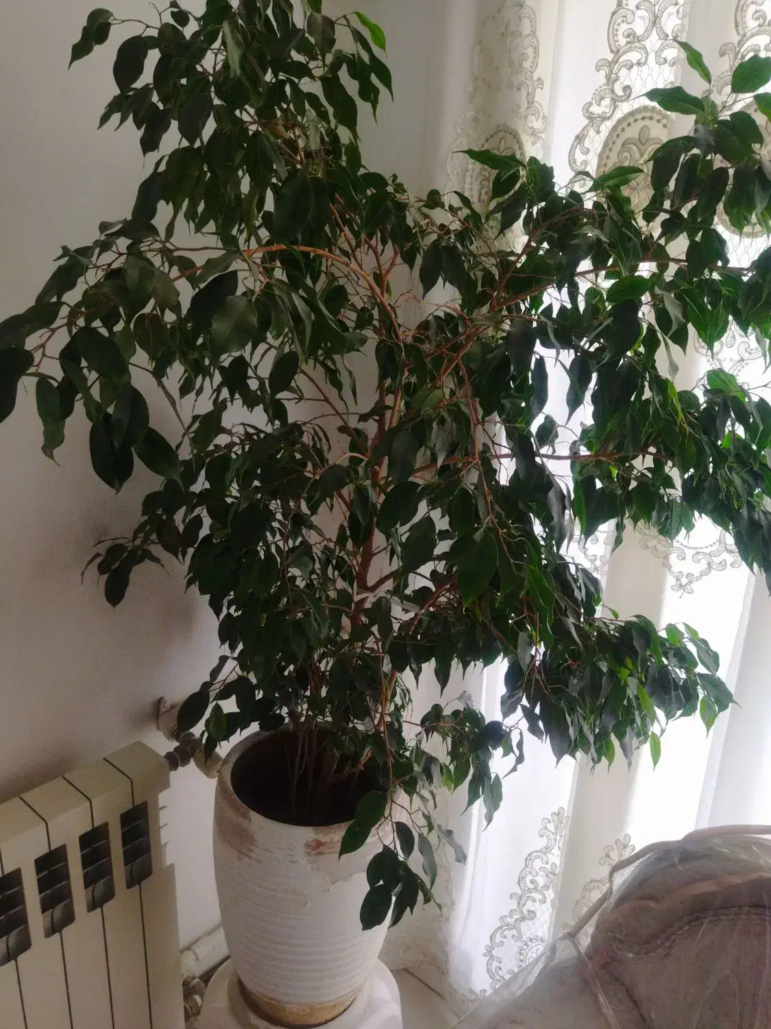 گل و گیاه طبیعی|گل و گیاه طبیعی|تهران, تهرانپارس شرقی|دیوار