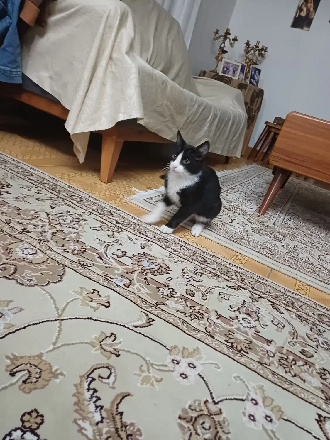 گربه نر تاکسیدو نو جوان واگذاری رایگان|گربه|رشت, باهنر|دیوار