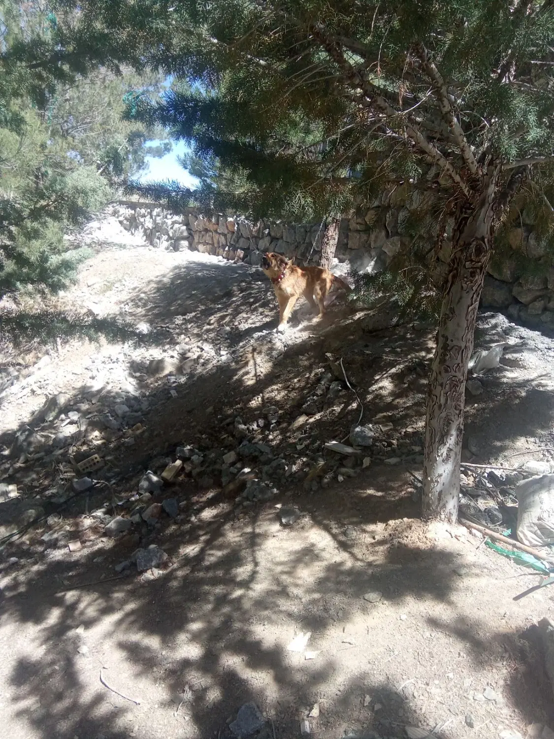 لاس|سگ|سامان, |دیوار