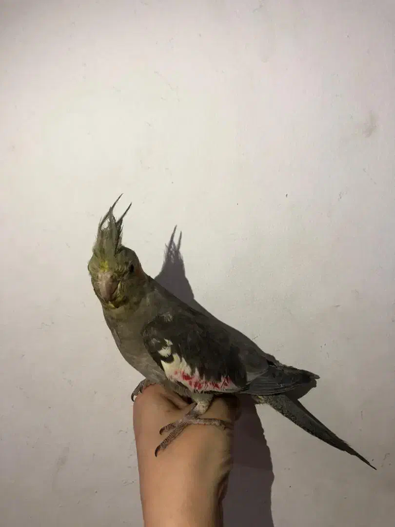 یک عدد عروس هلندی نر|پرنده|پاکدشت, شهرک امام رضا|دیوار