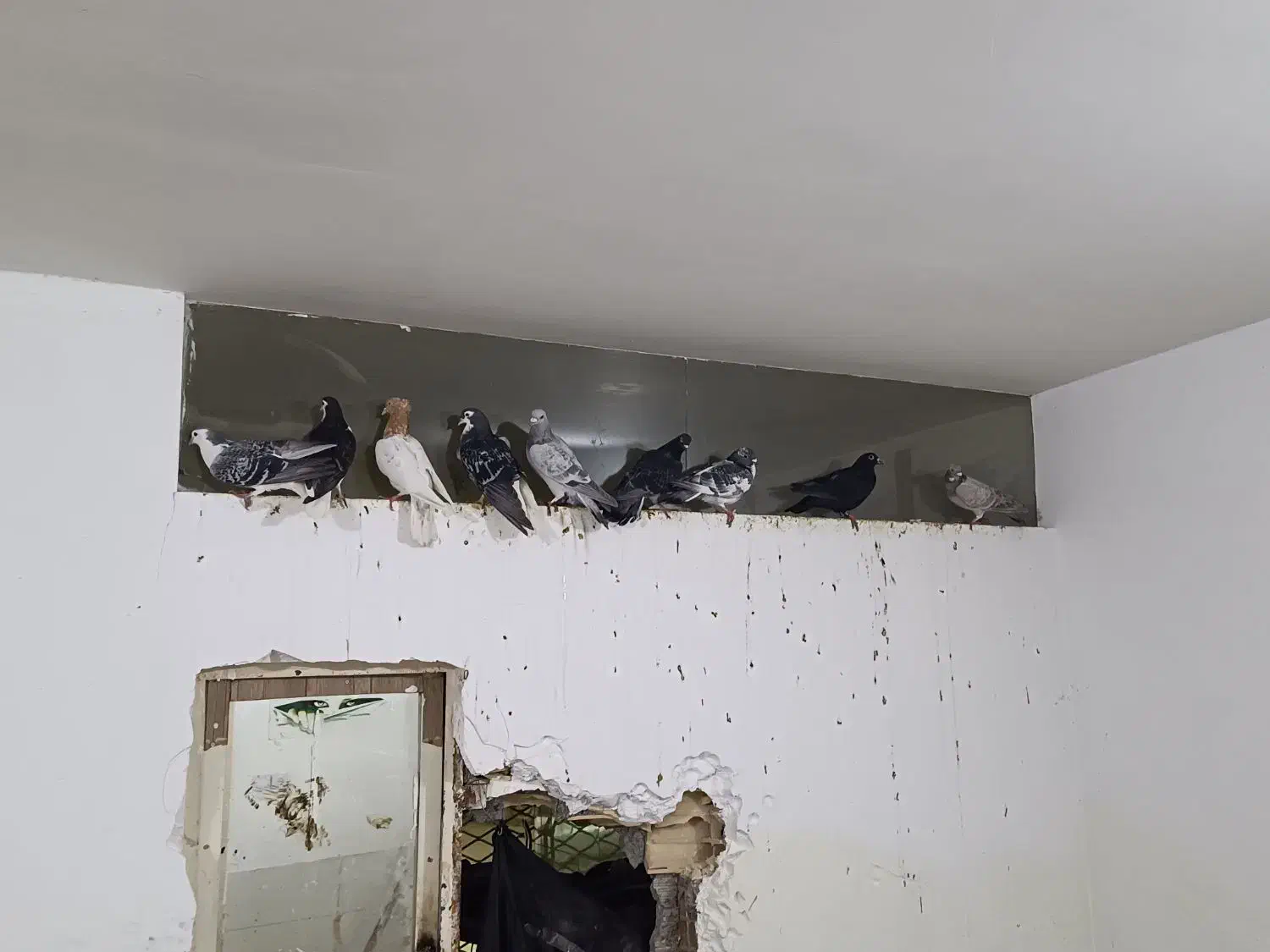 کفتر صید بوم بلند|پرنده|مشهد, ویلاشهر|دیوار