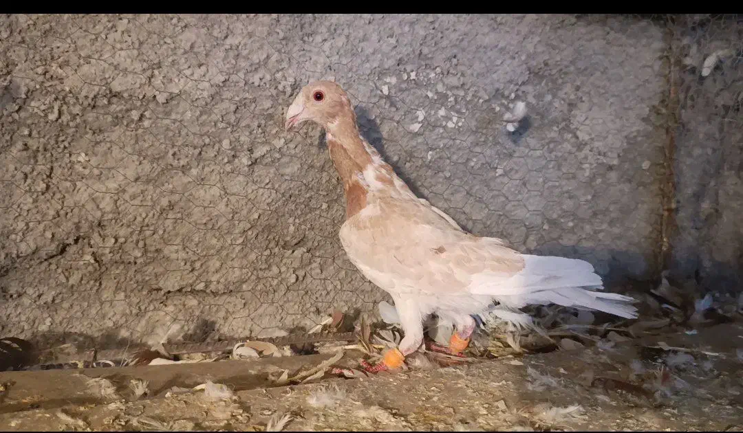 20تا مادع ساار سرخ کرمونی|پرنده|تربتحیدریه, بی بی حسنیه|دیوار