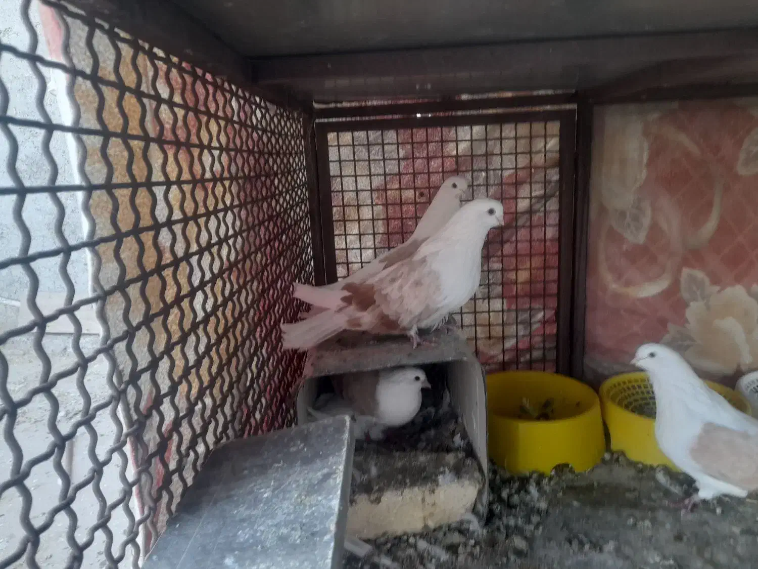 سلام 18عدوکت زرد نروماده کشیده بلند|پرنده|مبارکه, |دیوار