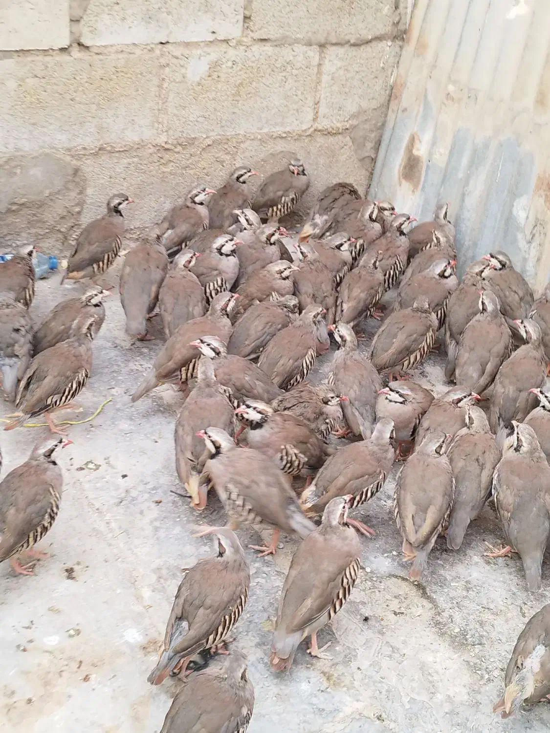 جوجه محلی|حیوانات مزرعه|هندیجان, |دیوار