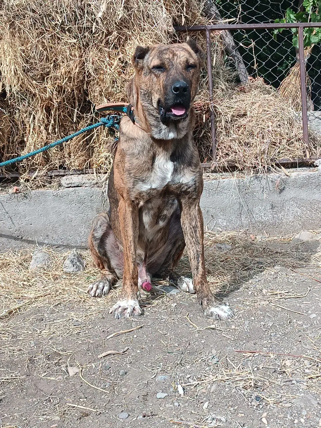 سگ افغان نگهبان اصیل|سگ|چابهار, |دیوار