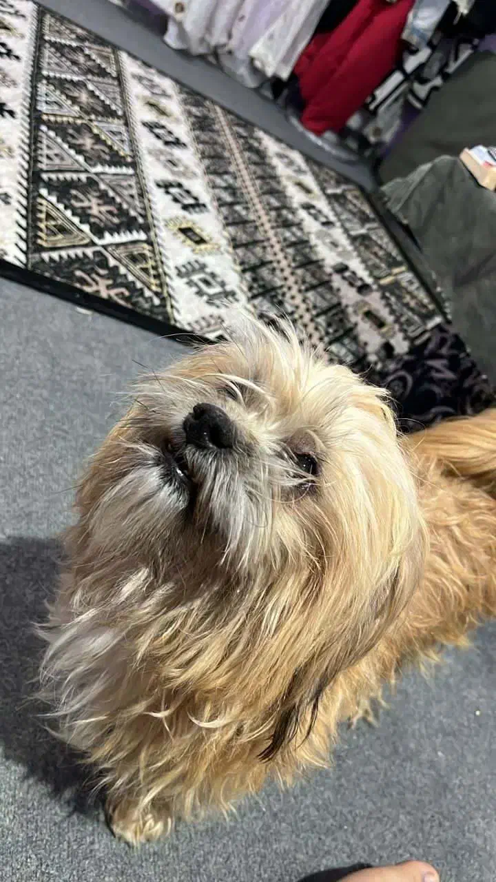 سگ شیتزو|سگ|شوشتر, |دیوار