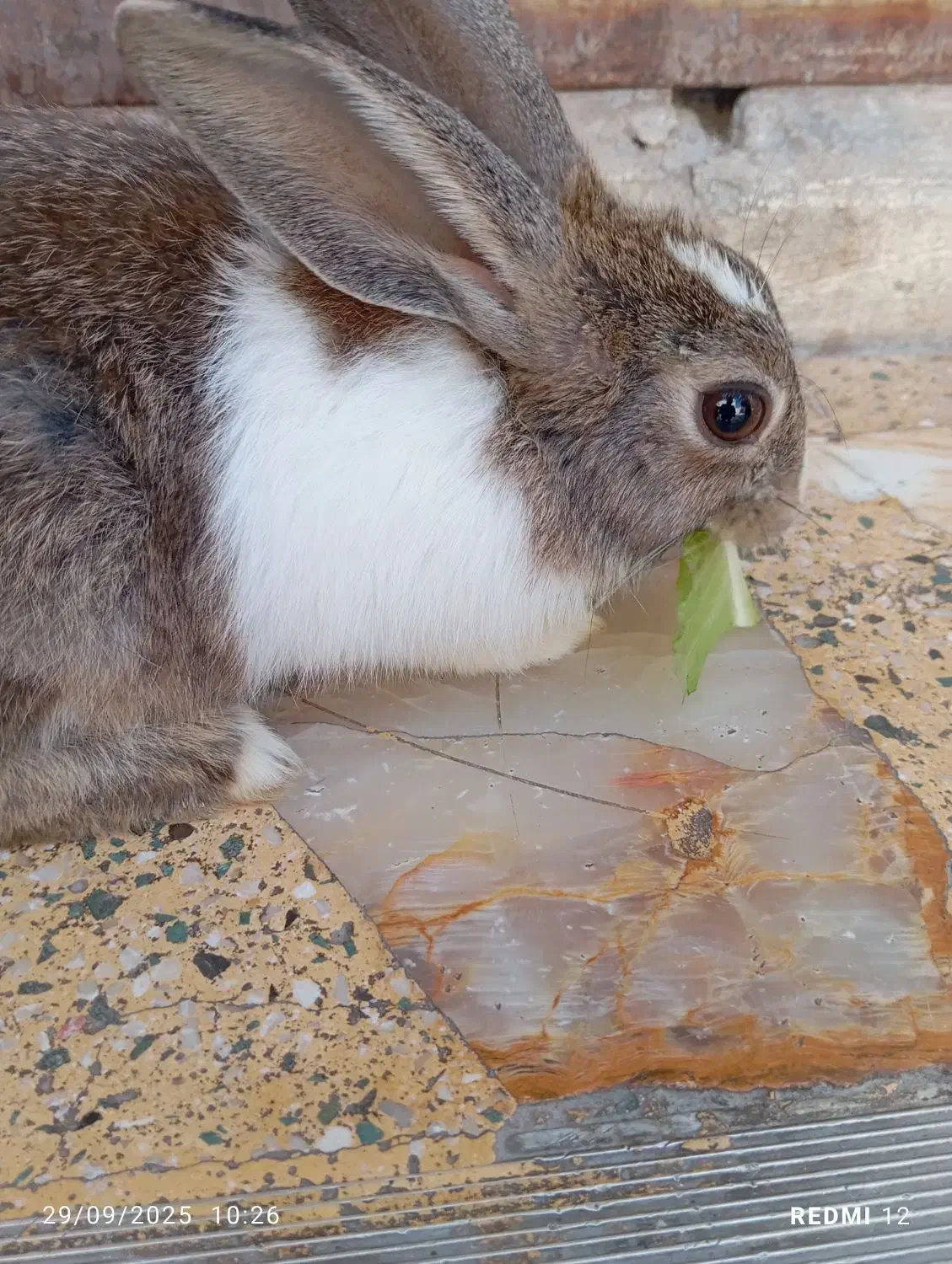 خرگوش قهوهای|موش و خرگوش|کازرون, |دیوار