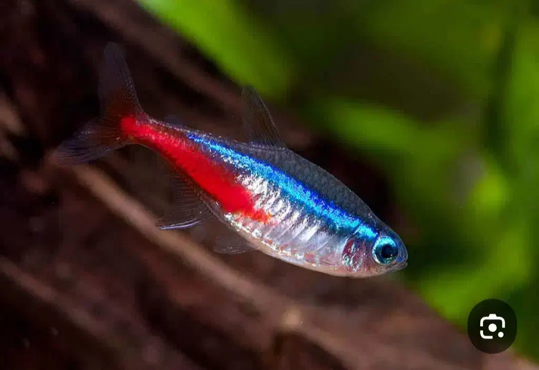 ماهی و لوازم اکواریم|ماهی|قرچک, زیبا شهر|دیوار