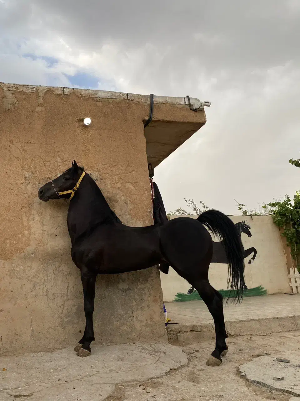 اسب کرد مشکی مدارک دار|اسب و تجهیزات اسب‌سواری|تبریز, |دیوار