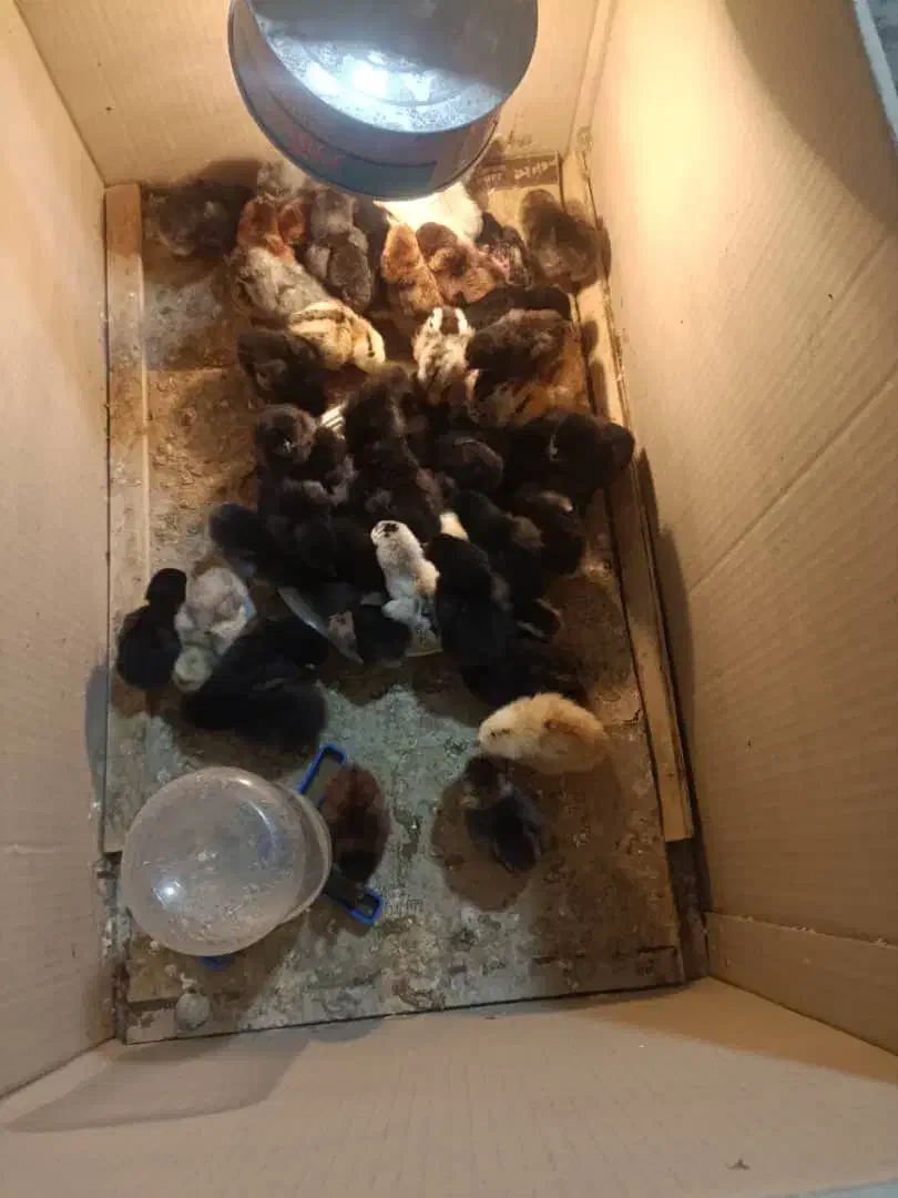 جوجه گلین|حیوانات مزرعه|شیراز, پودنک|دیوار