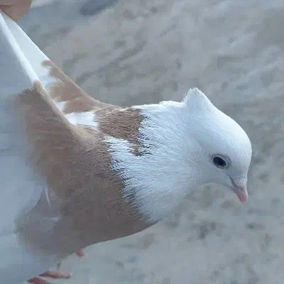 کبوتر طوقی|پرنده|دشت ذهاب, |دیوار