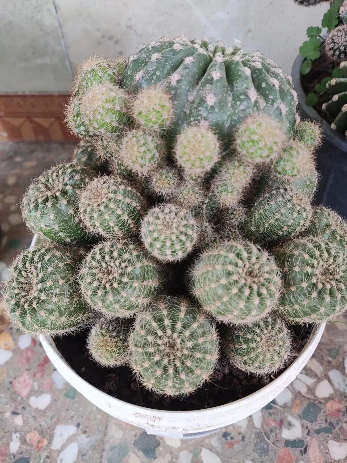 گل طبیعی خونگی|گل و گیاه طبیعی|یاسوج, |دیوار