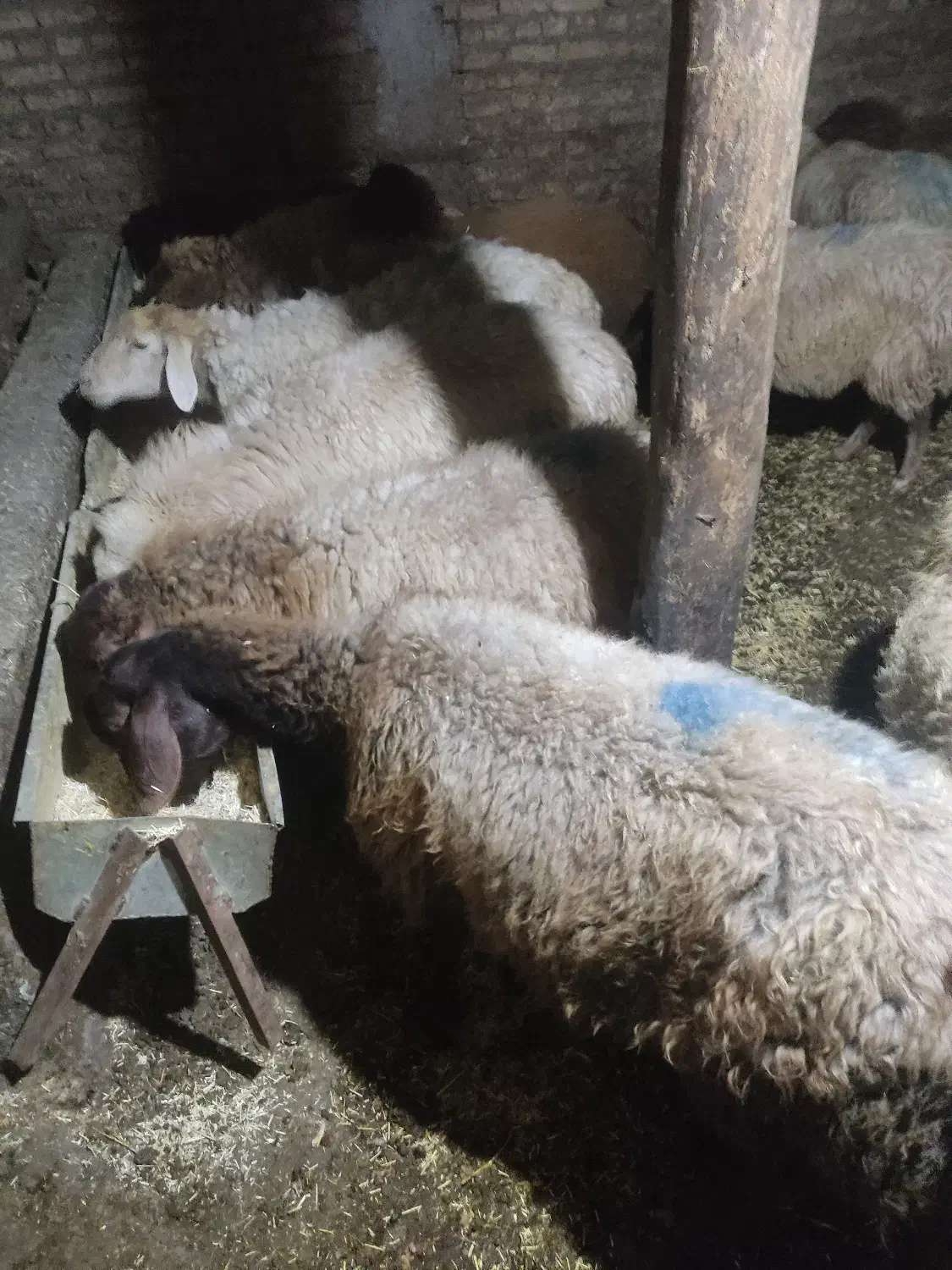 کوسفند کوشتی|حیوانات مزرعه|ویلکیج, |دیوار