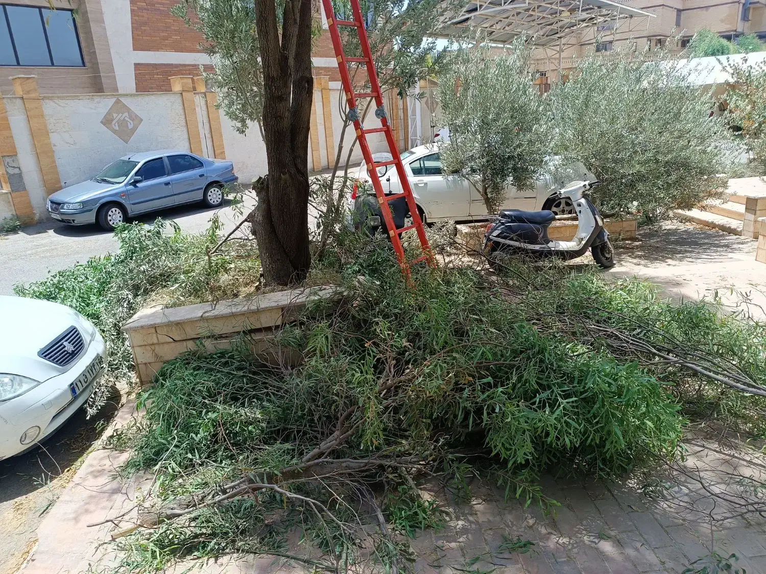 باغبانی|خدمات باغبانی و درختکاری|قم, هنرستان|دیوار