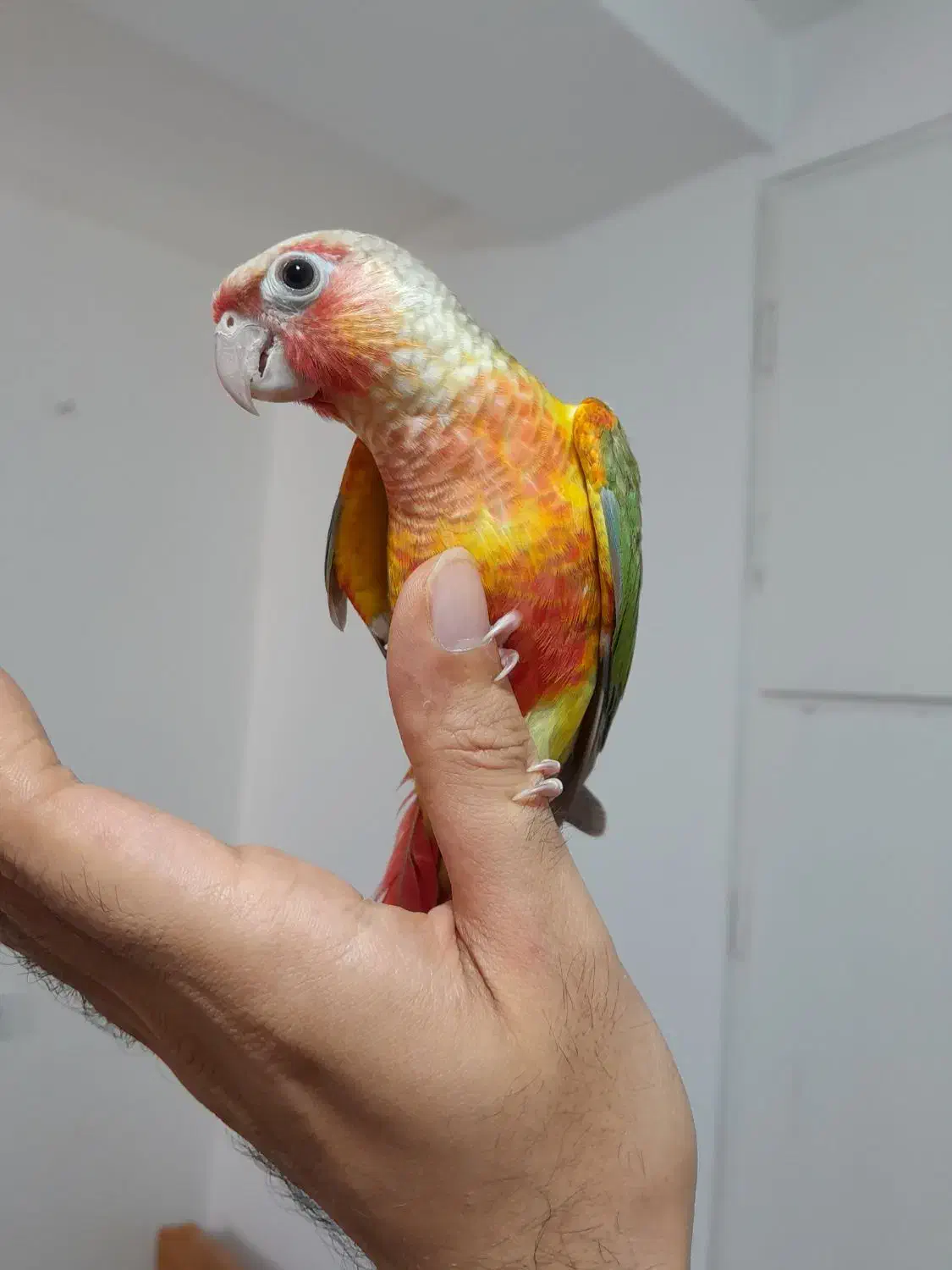 طوطی گرینچیک های سوپر رام و چلوندنی در انواع رنگ|پرنده|قائم‌شهر, |دیوار