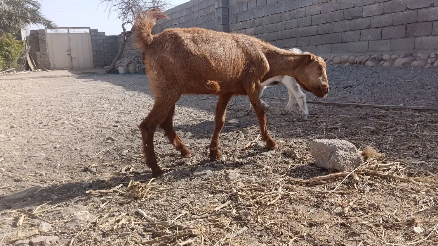 کهره ماده سرحال|حیوانات مزرعه|فین, |دیوار