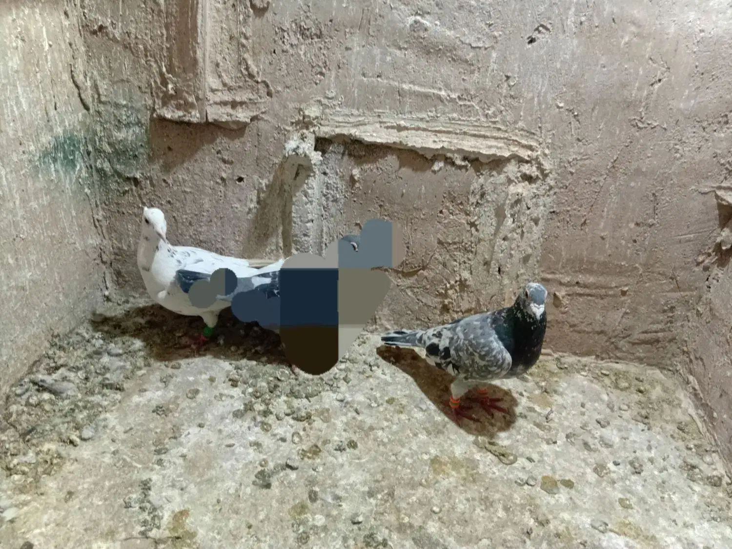 کبوترصید شب|پرنده|مشهد, محمدآباد|دیوار