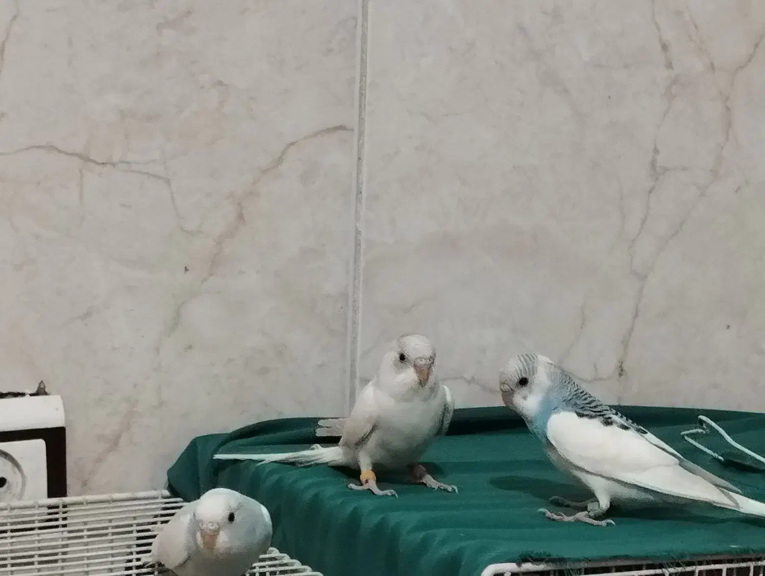 مرغ عشق نر هر سه تا نر|پرنده|رضویه, |دیوار