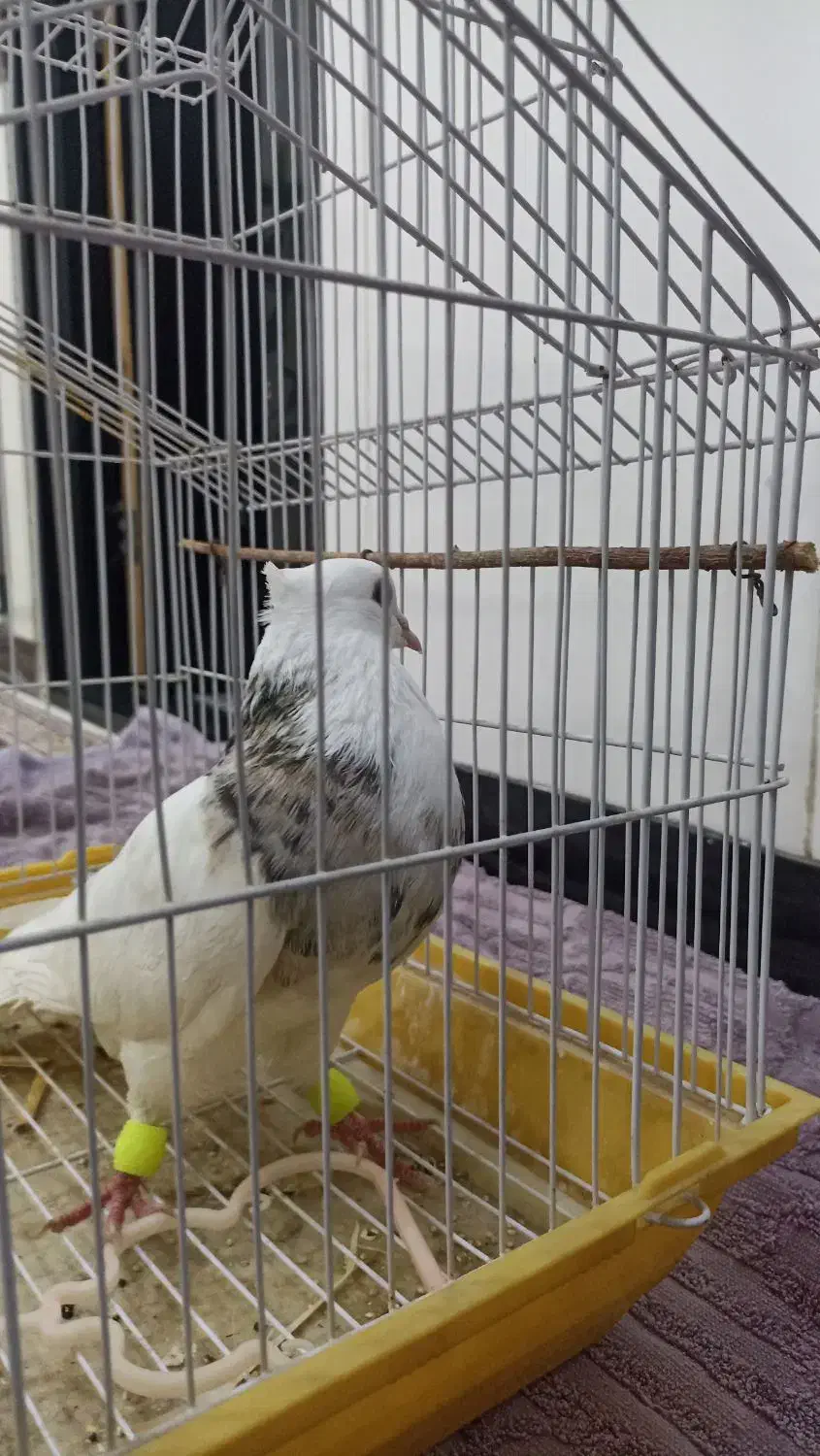 کبوتر|پرنده|سرپل ذهاب, |دیوار