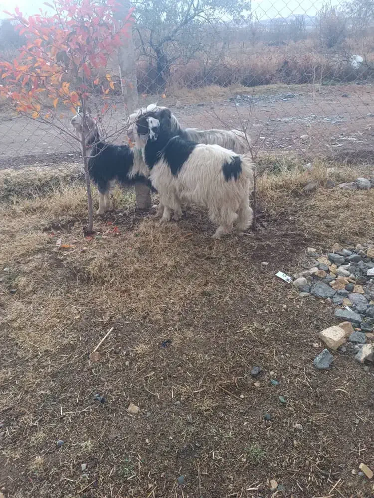 سه عدد بزغاله|حیوانات مزرعه|سیلوانه, |دیوار