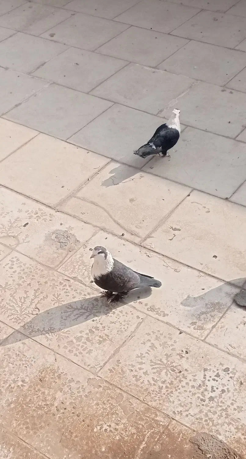 فروش جفت کله سفیدباجوجه|پرنده|بجستان, |دیوار