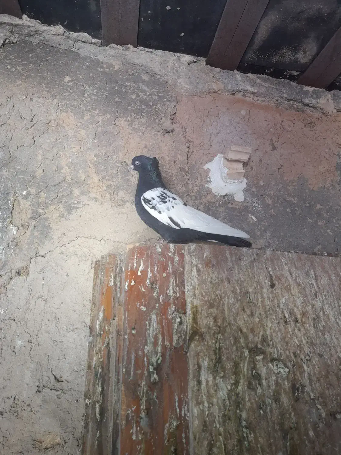 کبوتر سینه ماده|پرنده|شیراز, تندگویان|دیوار