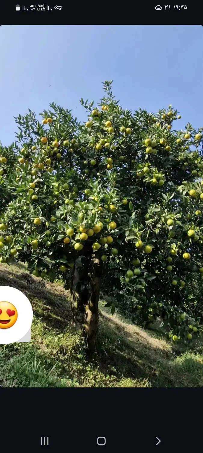 نارنج|خوردنی و آشامیدنی|رشت, ترمینال|دیوار