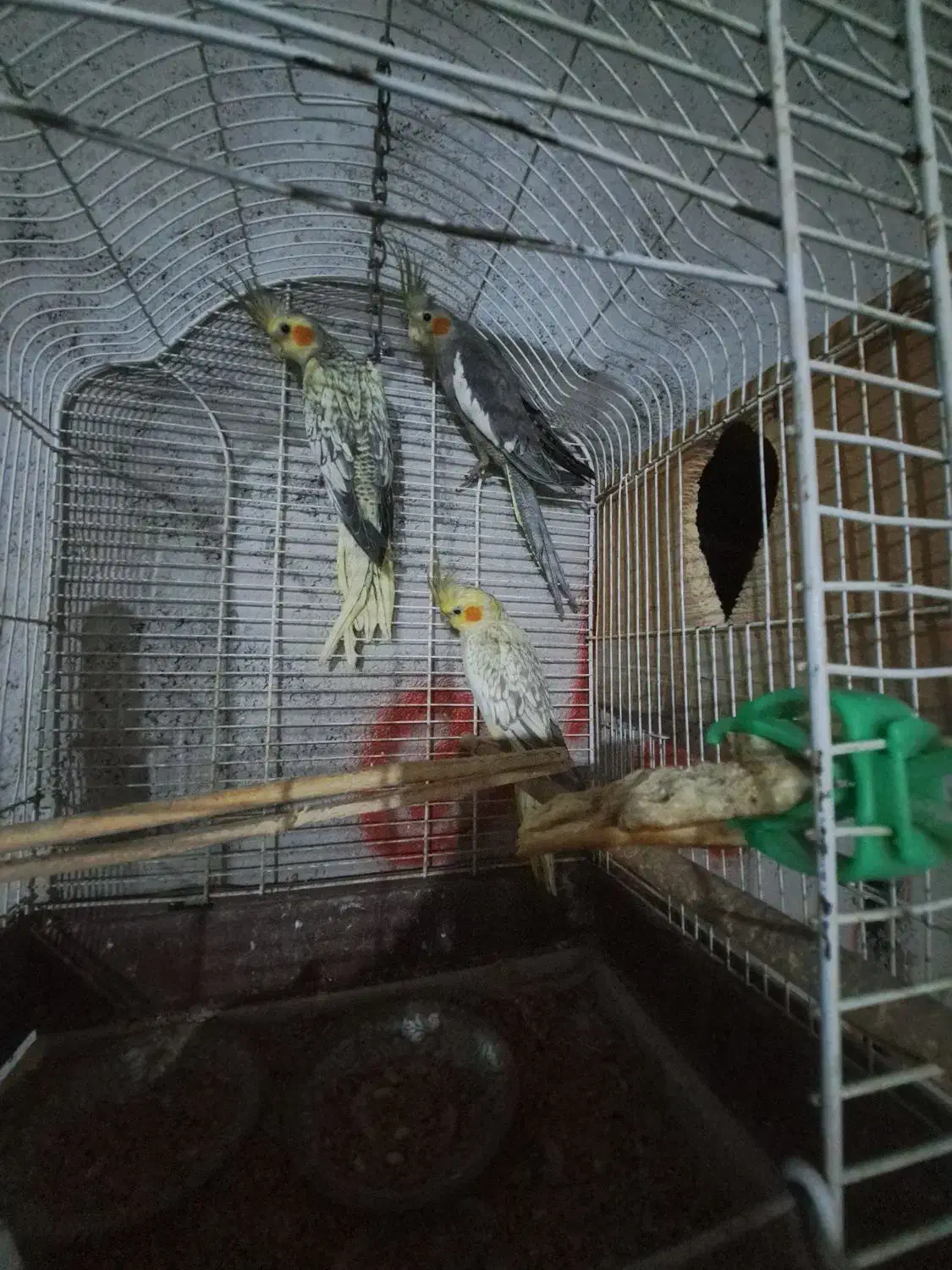 طوطی عروس ۵عدد|پرنده|رشت, لاکان شهر|دیوار